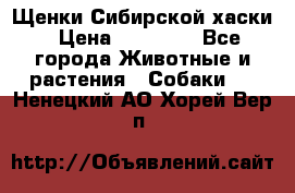 Щенки Сибирской хаски › Цена ­ 18 000 - Все города Животные и растения » Собаки   . Ненецкий АО,Хорей-Вер п.